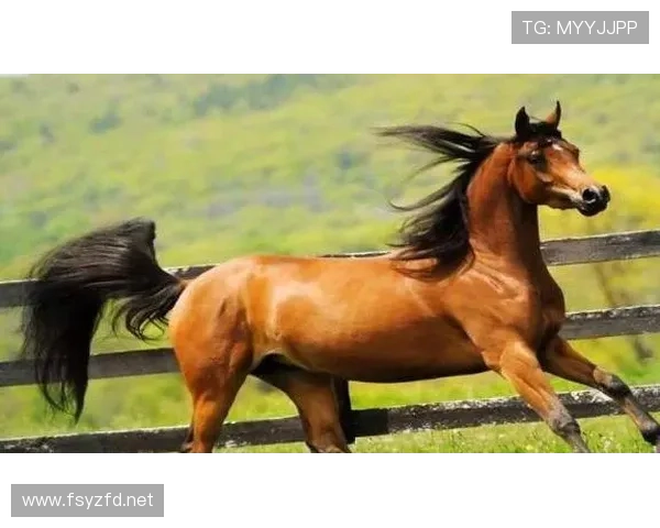 富里睡醒发现自家马场又多了一匹纯血马，这月第几回了？